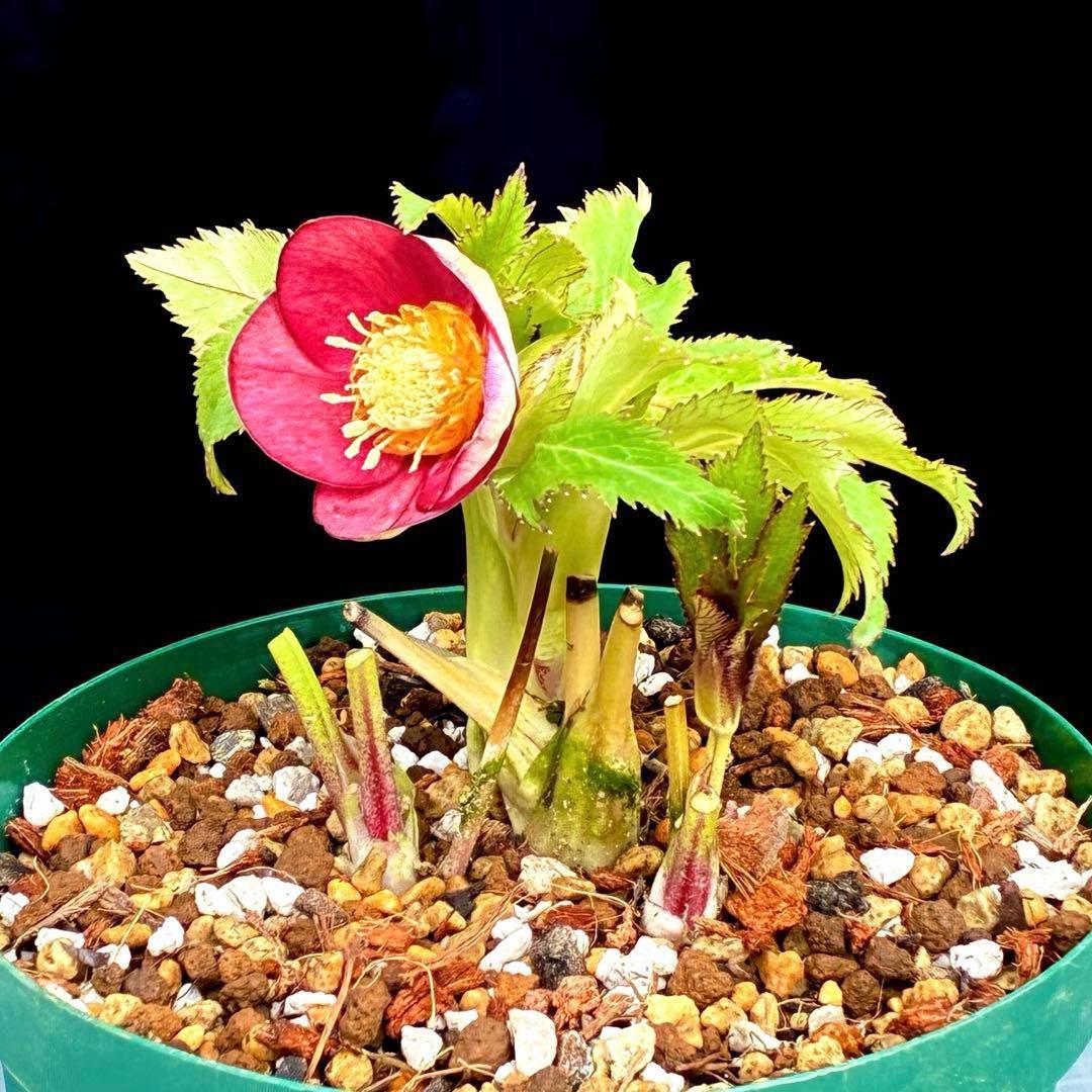 u*0様 541☘️蕾花タグ付☘️極上⭐️SD⭐️蜃気楼交配⭐️小輪⭐️紅赤/ゴ