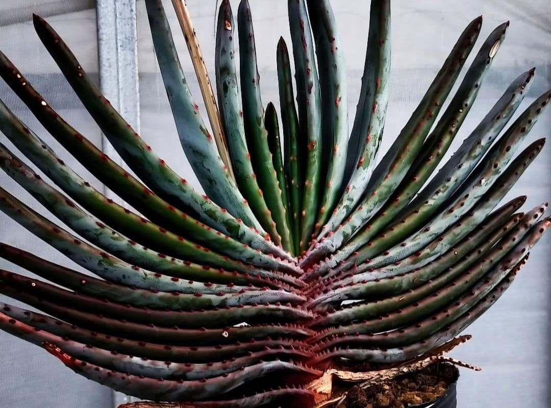 多肉植物 アロエ属 コンプレッサシストフィラ(ビグザム交配) - メルカリ