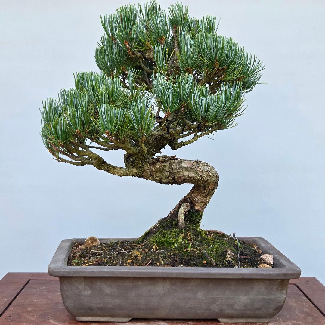 宮島五葉松 八房五葉松 銀八 [模様木] 貴風盆栽 - メルカリ