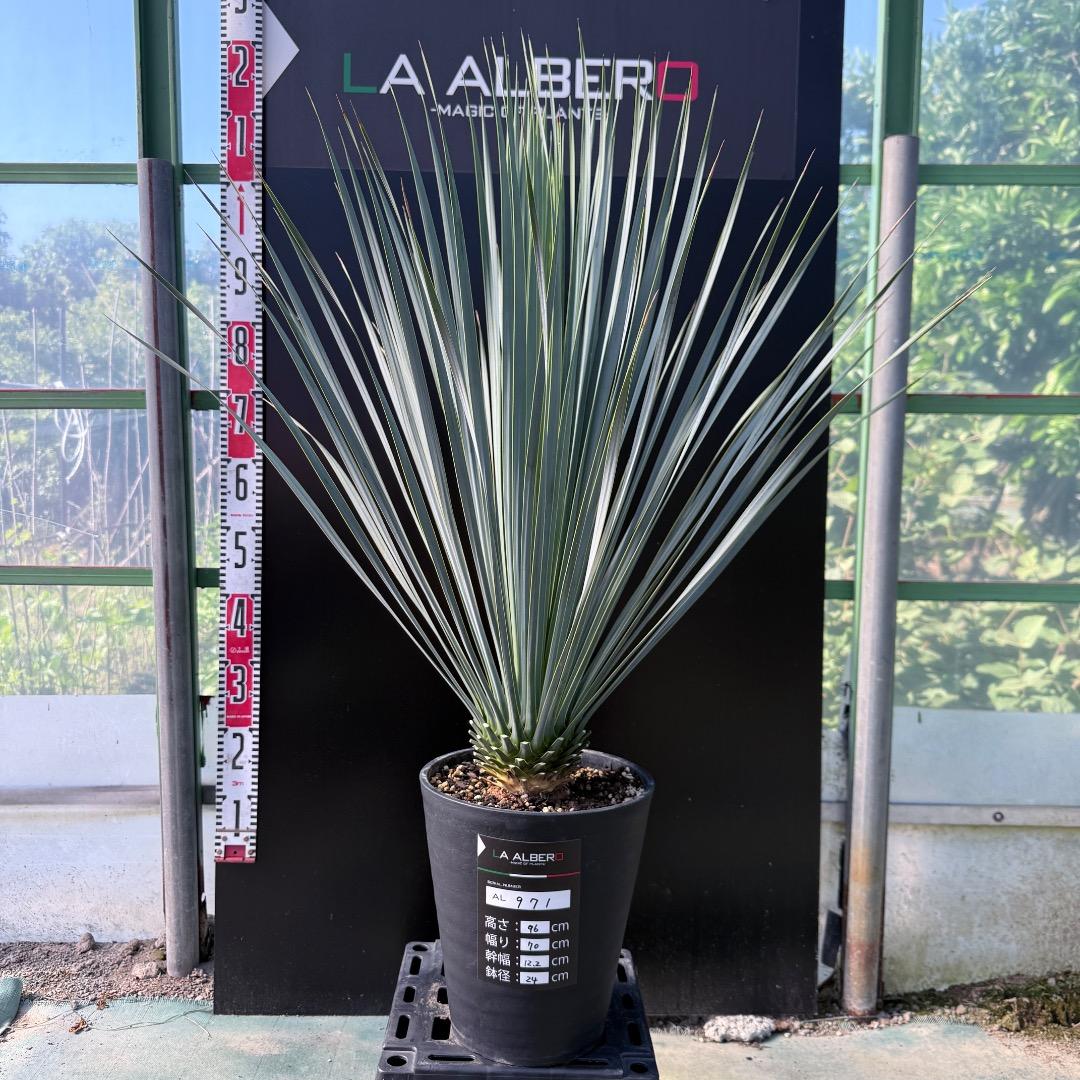 AL971】ユッカ ロストラータ 超希少ランチョブルー（品種名） - メルカリ