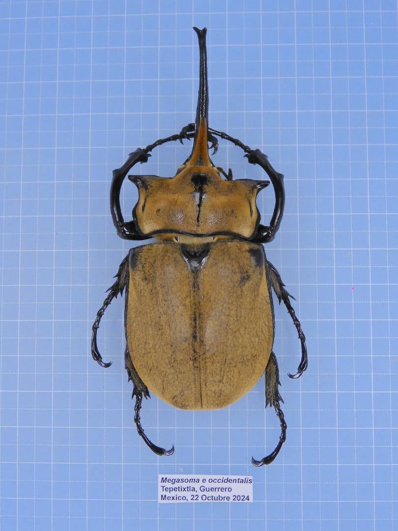 HiЯ∅様 リクエスト 2点 まとめ商品 ROLEX ロレックス デイトジャスト 16014の買取実績 | 買取専門店さすがや