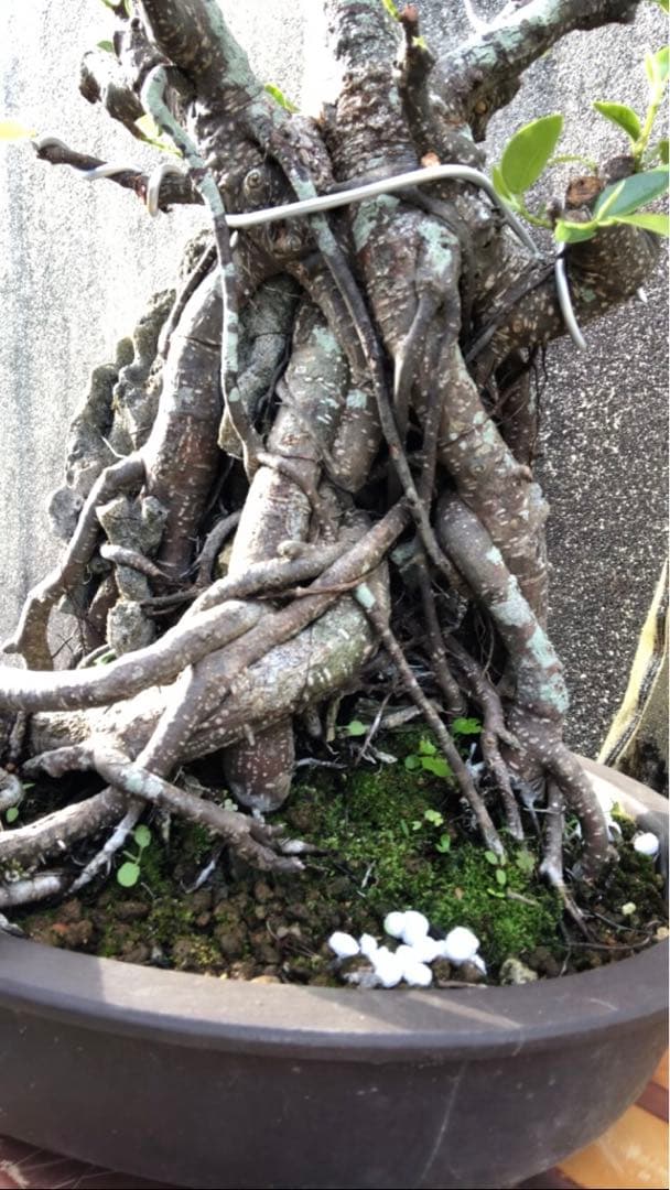 ガジュマル珊瑚石付き盆栽•持ち込み古い - メルカリ