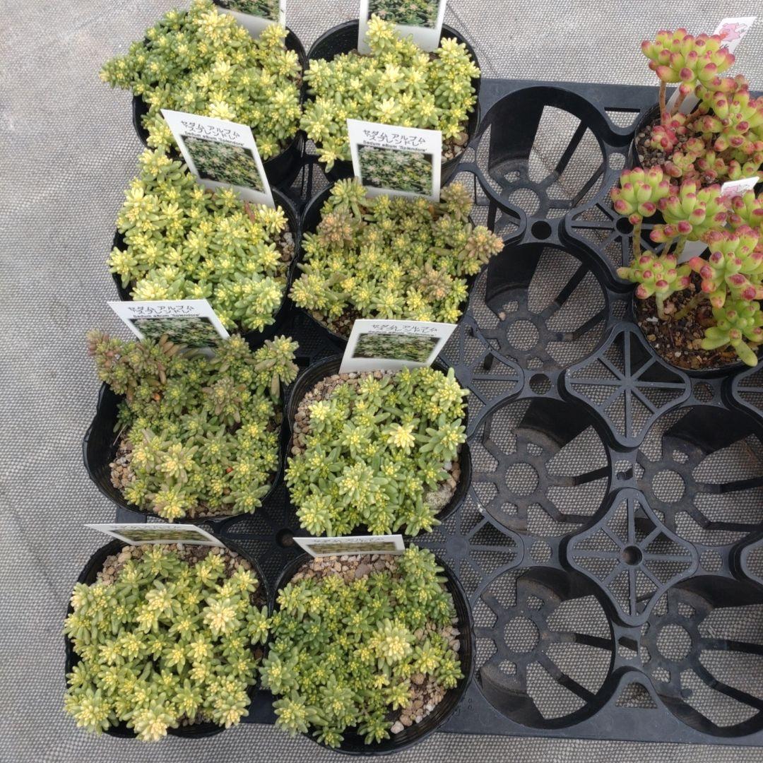 ぶっちゃんさん専用