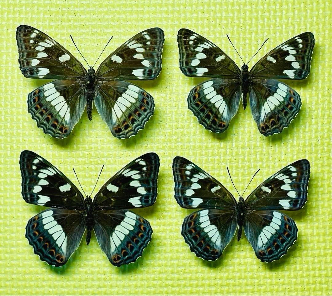 蝶標本 北海道産オオイチモンジ♀4頭 採集品 - メルカリ