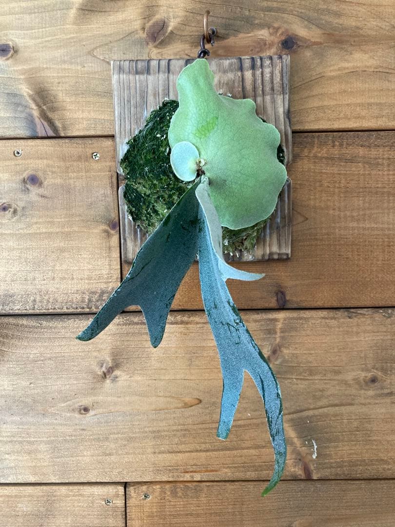 ビカクシダ ウィリンキー 