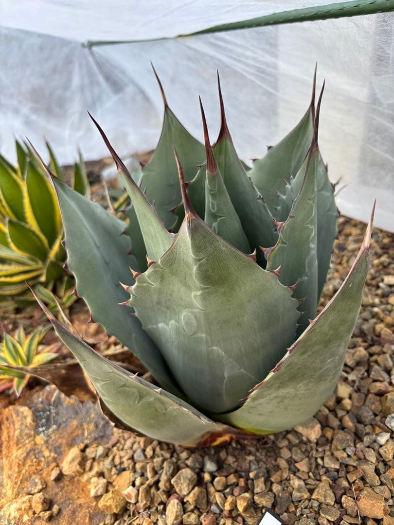 週末セール　値下げ　アガベ　パラサナ アガベ パラサナ 大株 地植え 最終値下げ中 - メルカリ