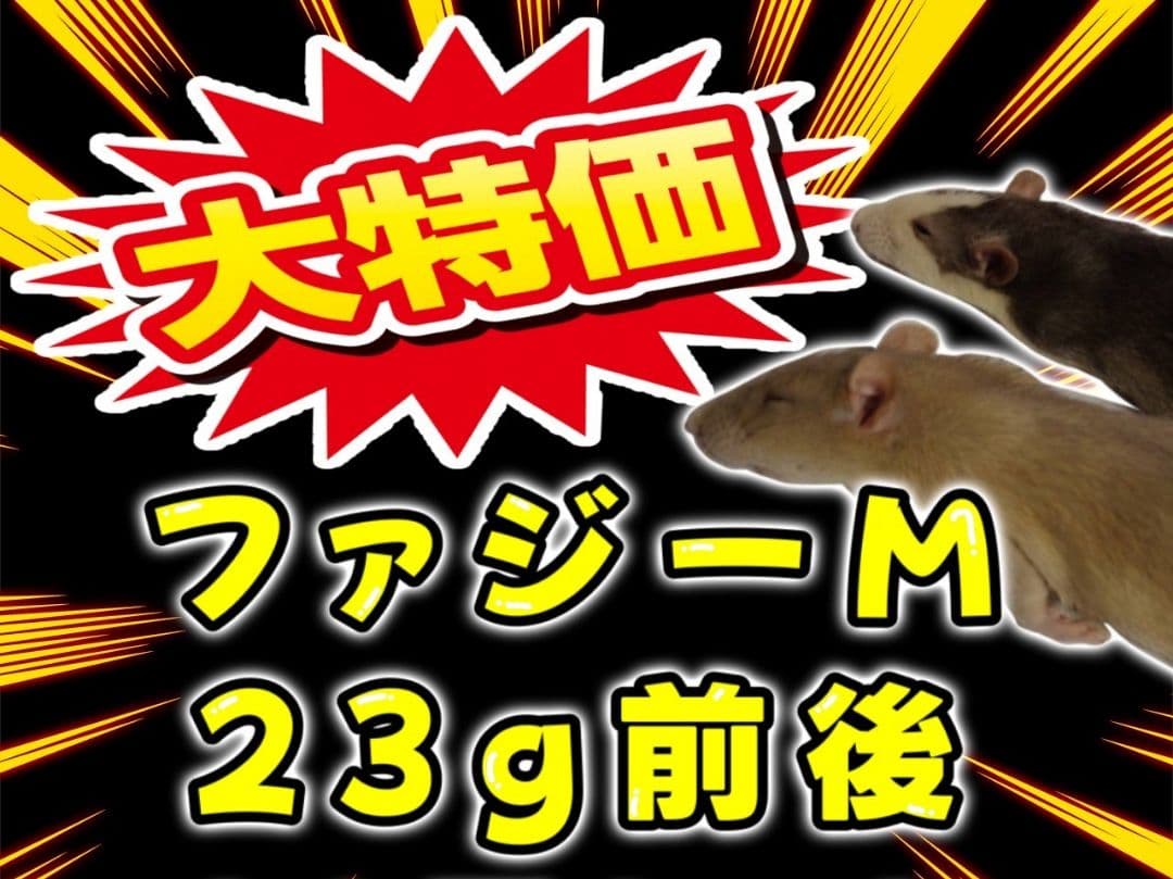 冷凍ラット 23g前後 80匹セット 冷凍ラット 23g前後 80匹セット 冷凍ラット 23g前後 80匹セット