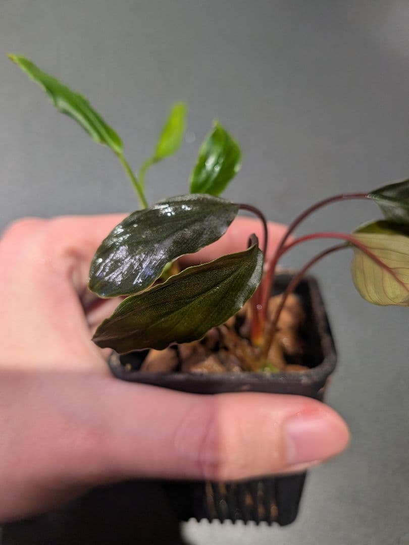 Homalomena aff. vitifolius 赤備 若蛙手 - メルカリ