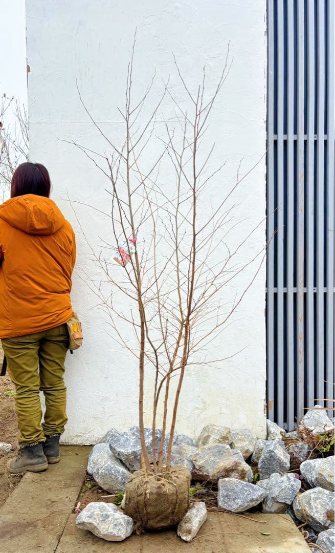 希少。赤花エゴノキピンクチャイム株立ち1.8M(鉢底から) - メルカリ