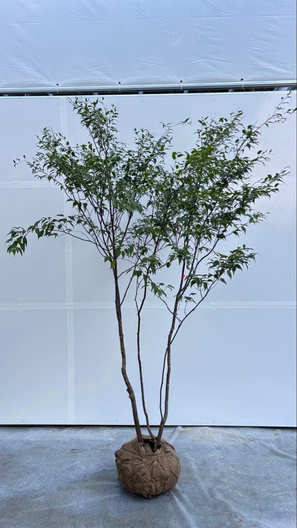 美しい樹形が魅力的 山採り ハイノキ 株立 735 樹高2.1m位 高級樹