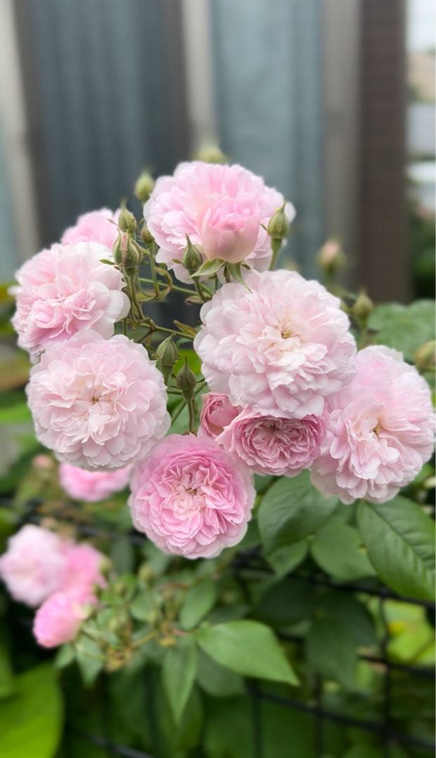 ローラダボー フランス 挿木2年生苗 - メルカリ