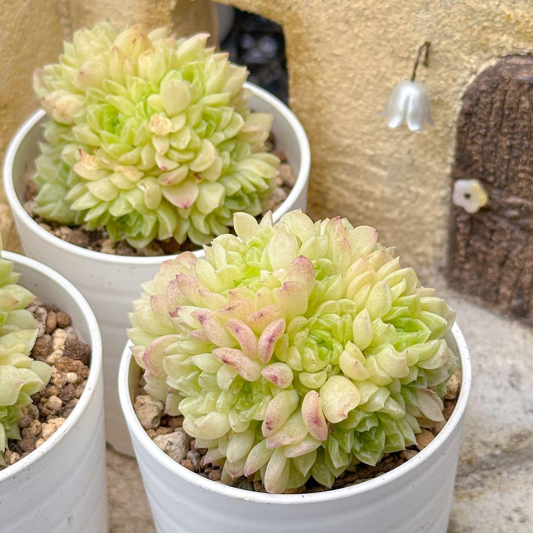 Top【選抜株】多肉植物 23567カーニバル 10個 鉢無し/脱土 Top【選抜株