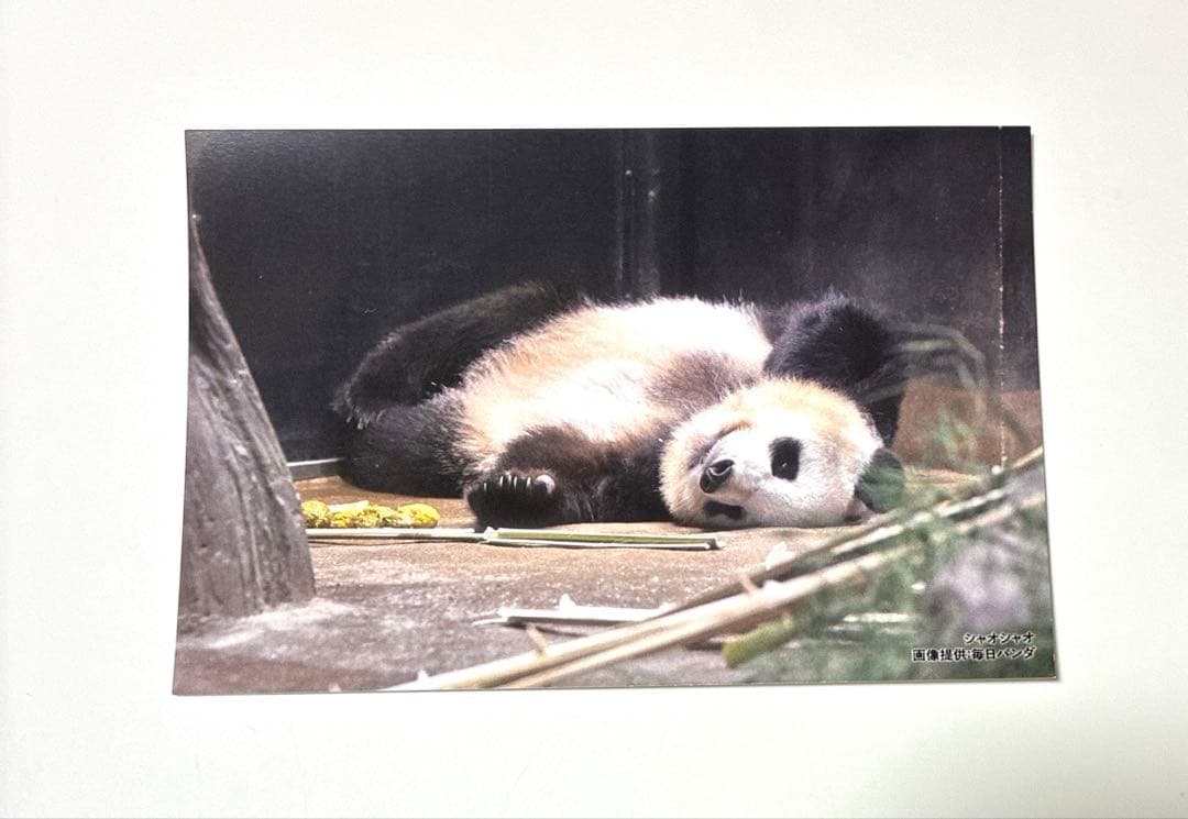 毎日パンダさんの双子の思い出ポストカード 上野松坂屋 限定 - メルカリ