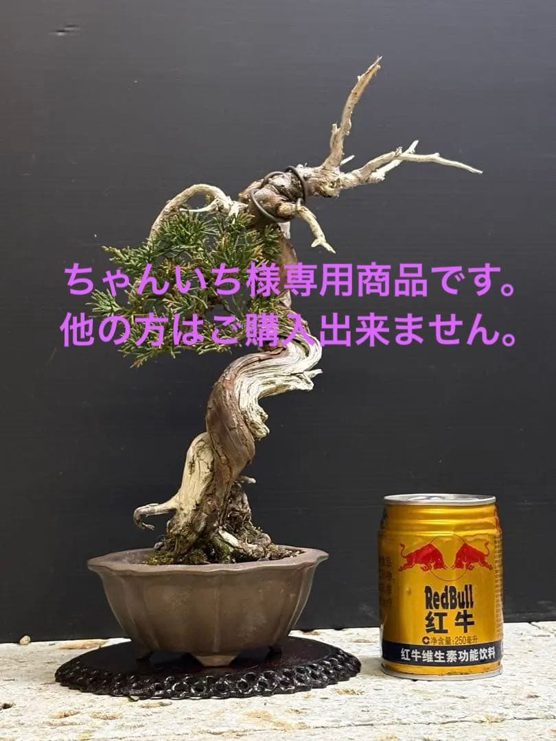 [ちゃんいち盆栽]真柏 真柏❤️