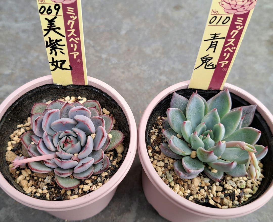 ミックスベリア 青鬼、美紫妃花芽付きセット 札付き 鉢ごと おらいさん