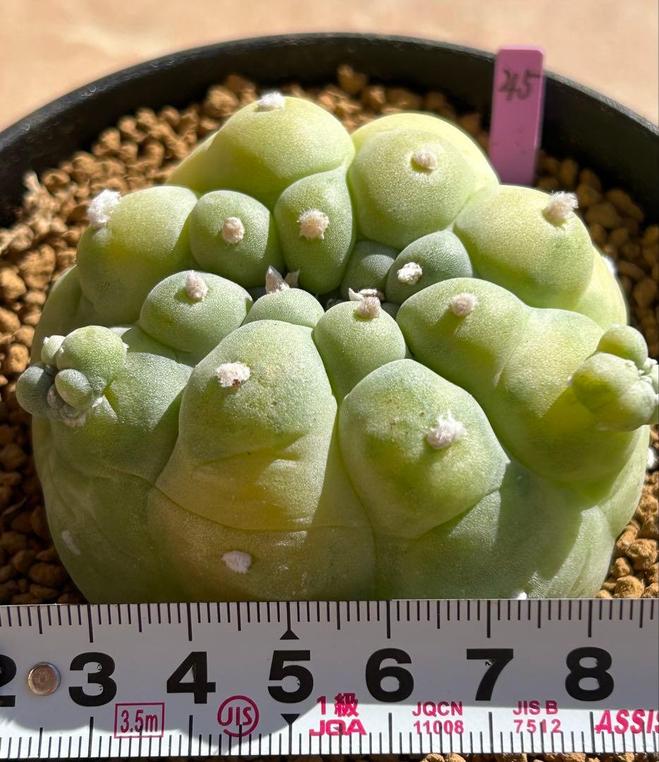 ロフォフォラ 疣銀冠玉錦 超美株