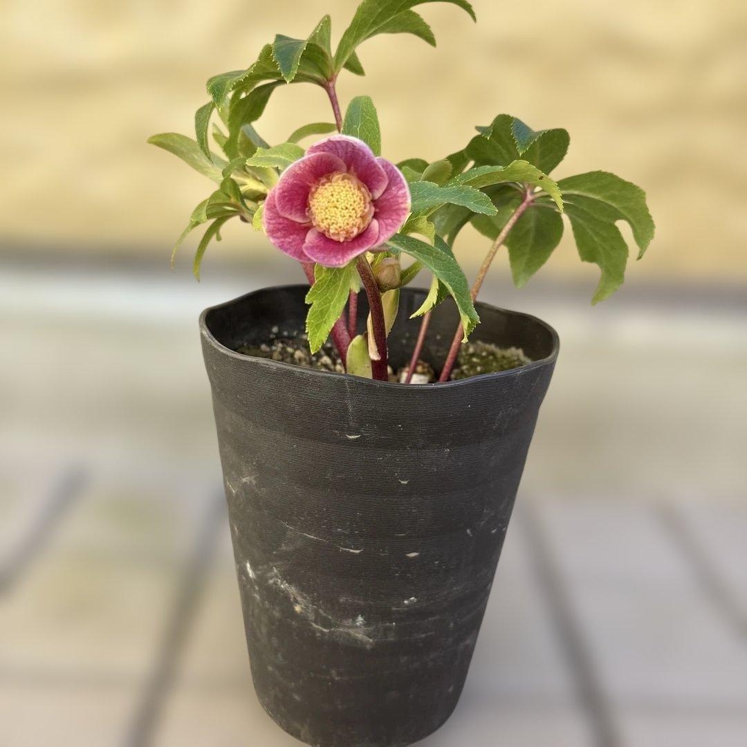 広瀬園芸 クリスマスローズ 開花株 匿名発送 ピンクオーレアセミダブル