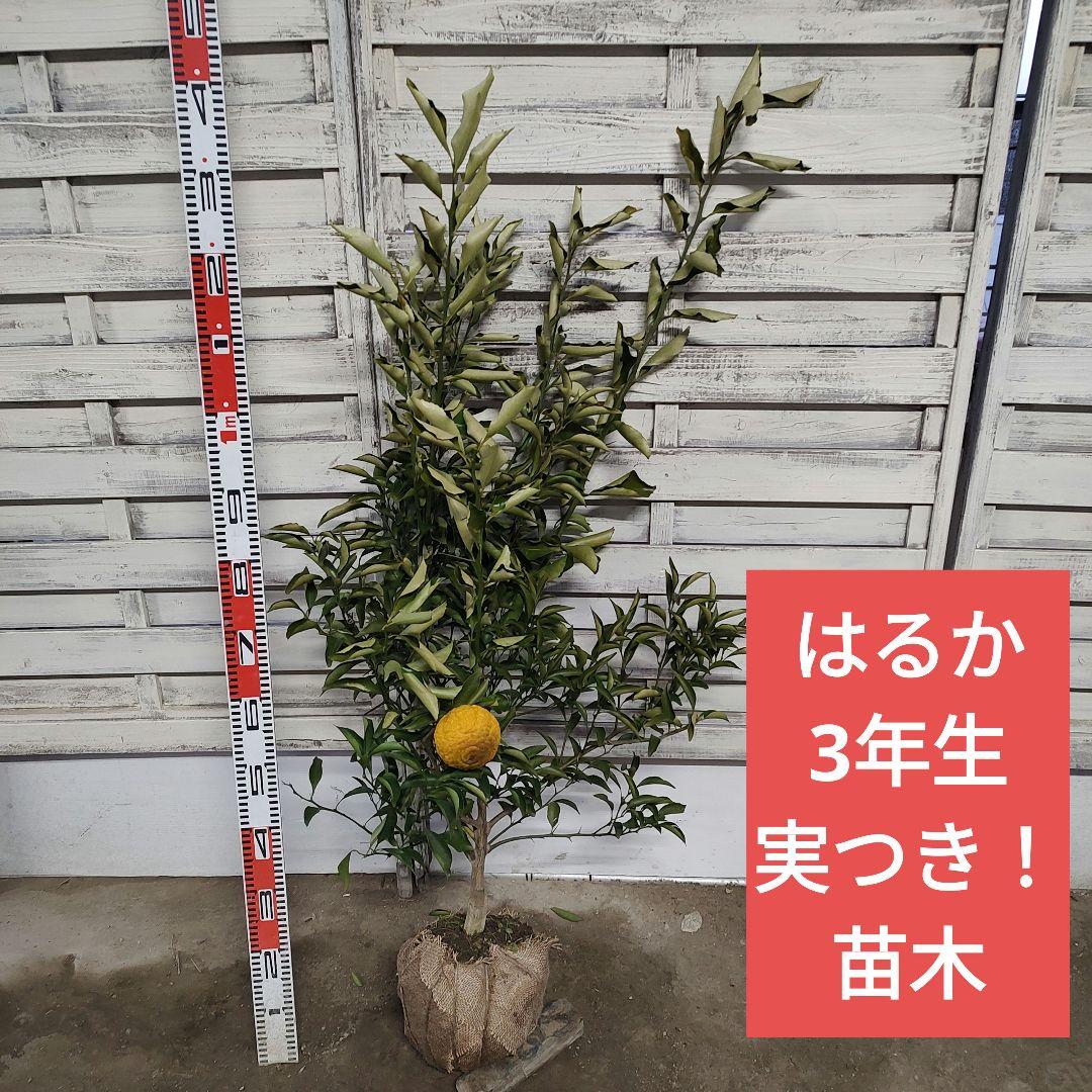 はるか 3年生 苗木 実つき！ 大苗 みかん 苗木 はるか 3年生接木大苗 産地で剪定済 1.0m苗 登録品種