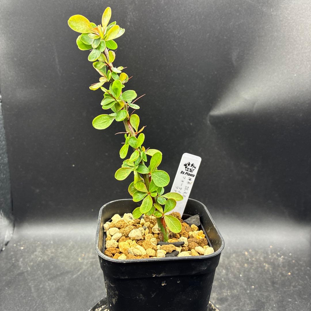 フォークイエリア ファシクラータ 挿し木 発根済み - メルカリ