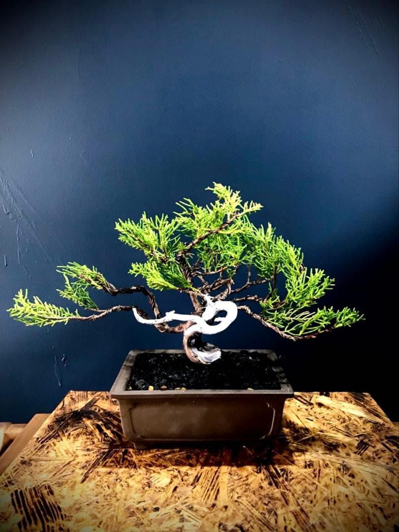 糸魚川真柏盆栽 小品盆栽 小品盆栽・糸魚川真柏｜岩崎園芸ネットストア