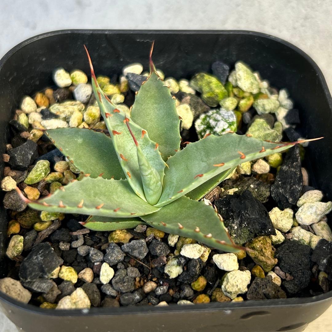 希少子株 アガベ ネバデンシス × コロラータ ハイブリッド ネバコロ