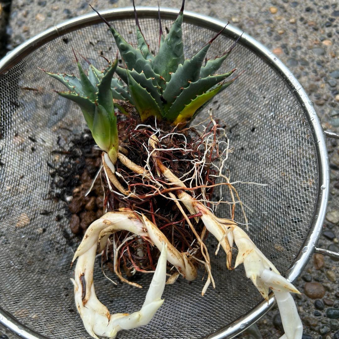 希少子株 アガベ ネバデンシス × コロラータ ハイブリッド ネバコロ