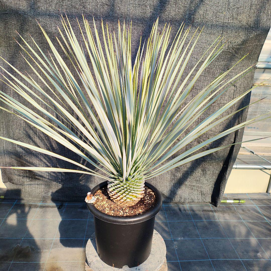 ハ*ン様 ユッカ ロストラータ Hybrid【E】 - ユッカ安く 買う