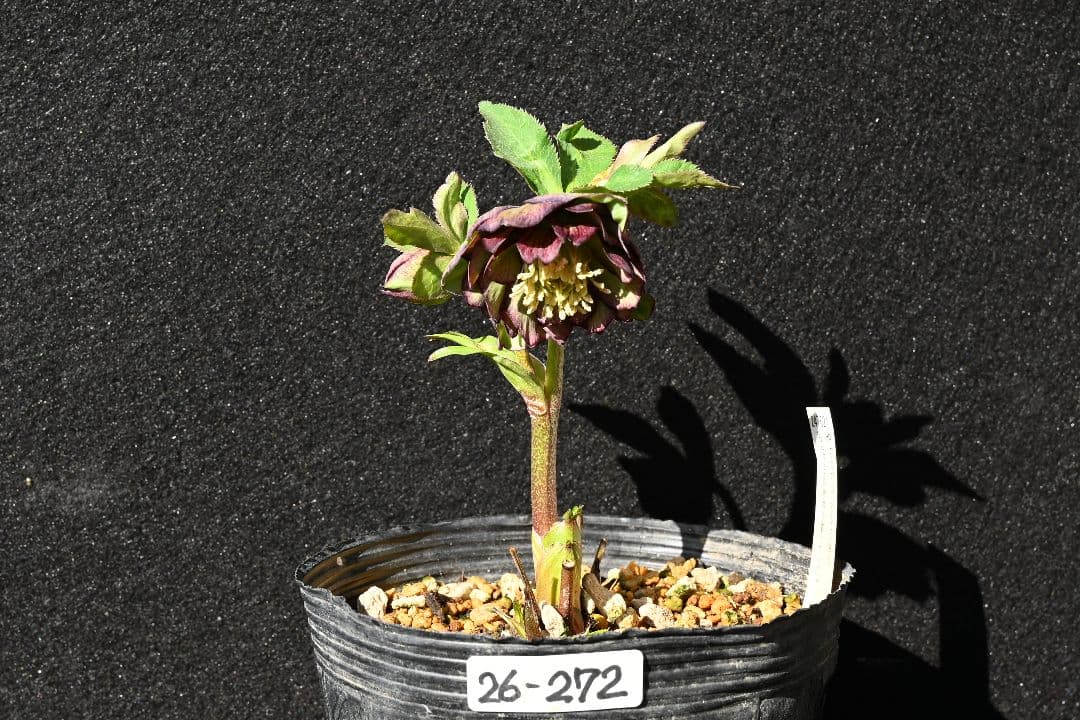 クリスマスローズ ddバイカラーグレープ 加藤農園 - メルカリ