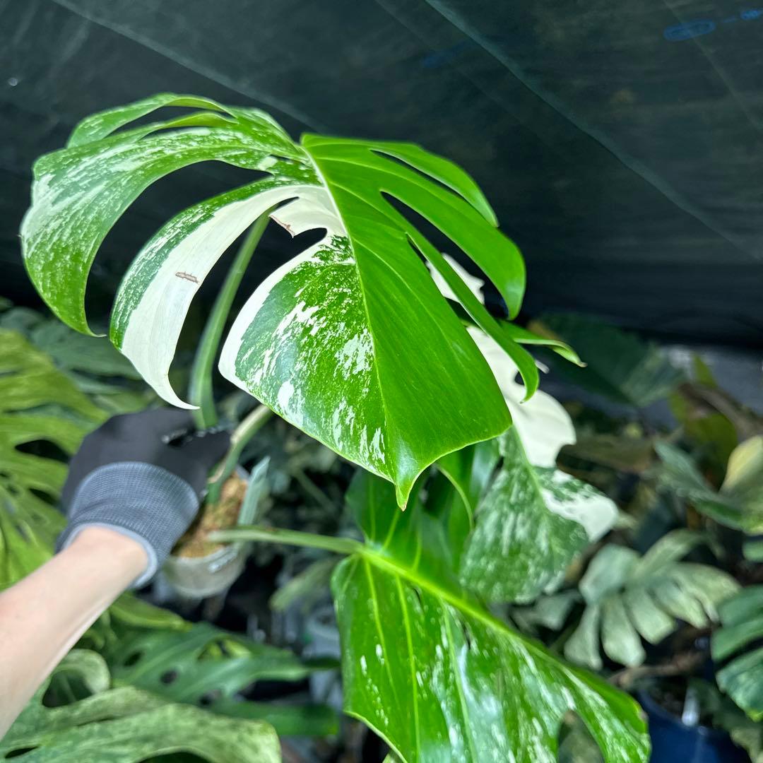 ALB5 モンステラ ボルギシアナ アルボ ホワイトタイガー白斑 健康