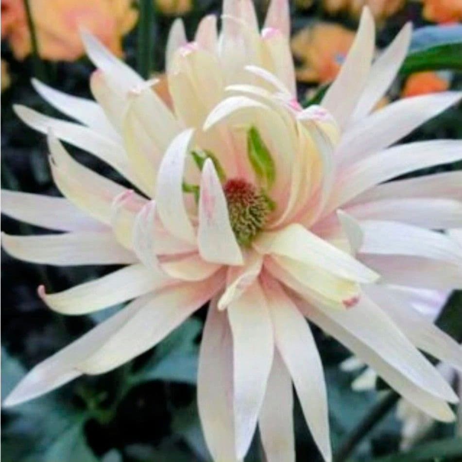 宿根草【綾園芸】ラナンキュラスラックス『アポロン』2026年 新種