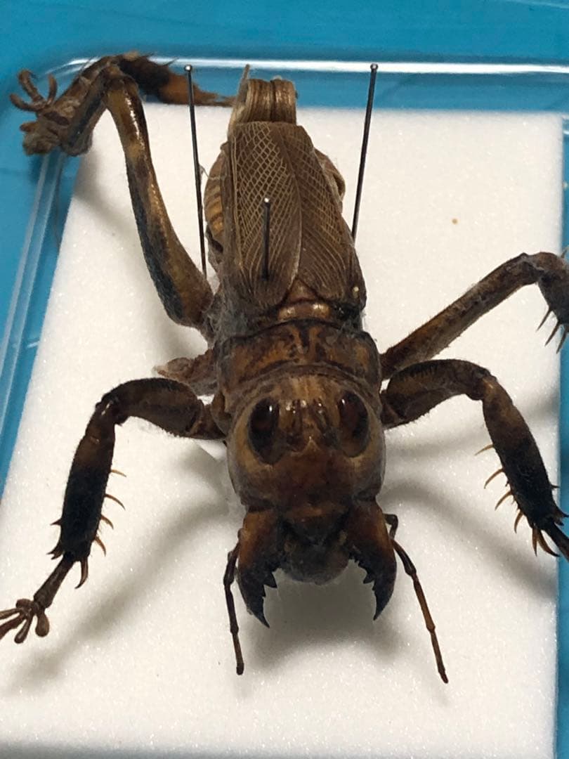 マキバネコロギス 標本 - メルカリ