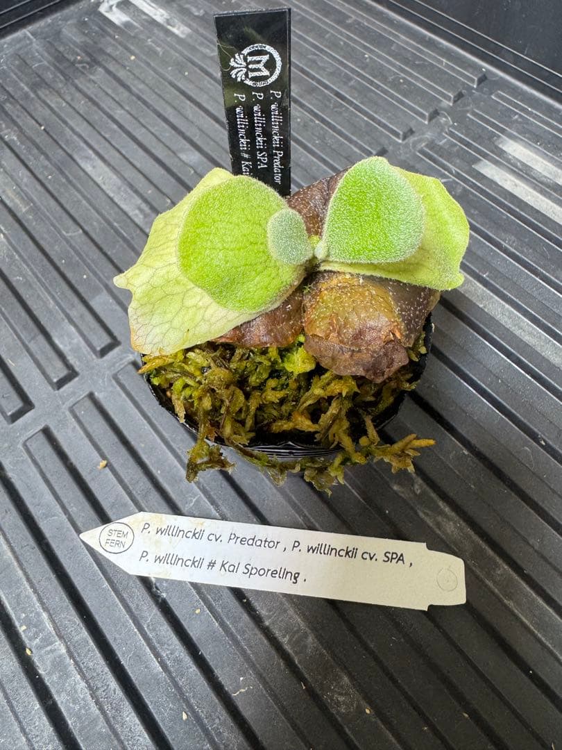 willinckii mix spore stem ビカクシダ Mix spore〟🌿 ▶︎P.willinckii cv yellowmoon×P.Blue monkey spore