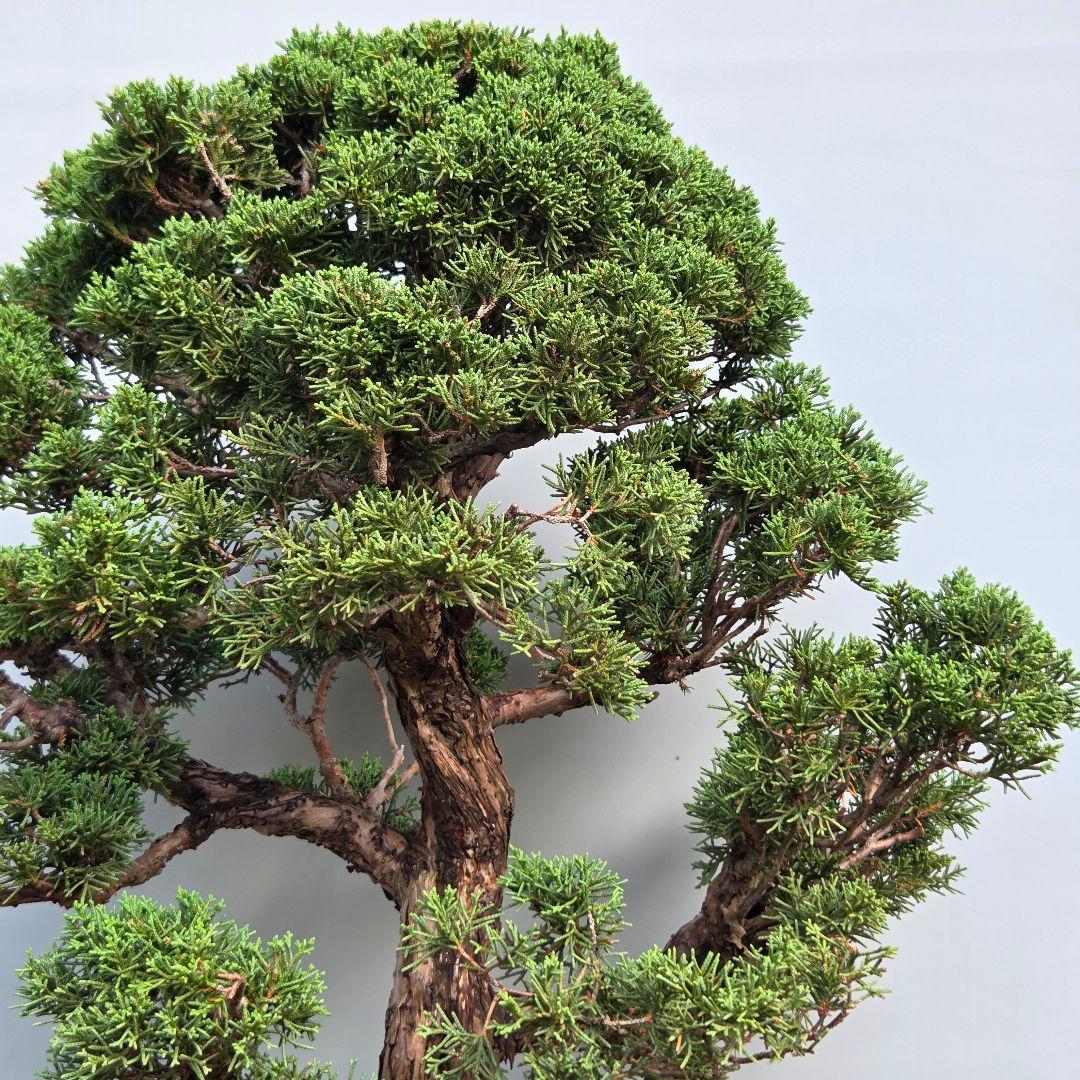 真柏 [模様木] 大品盆栽素材 - メルカリ