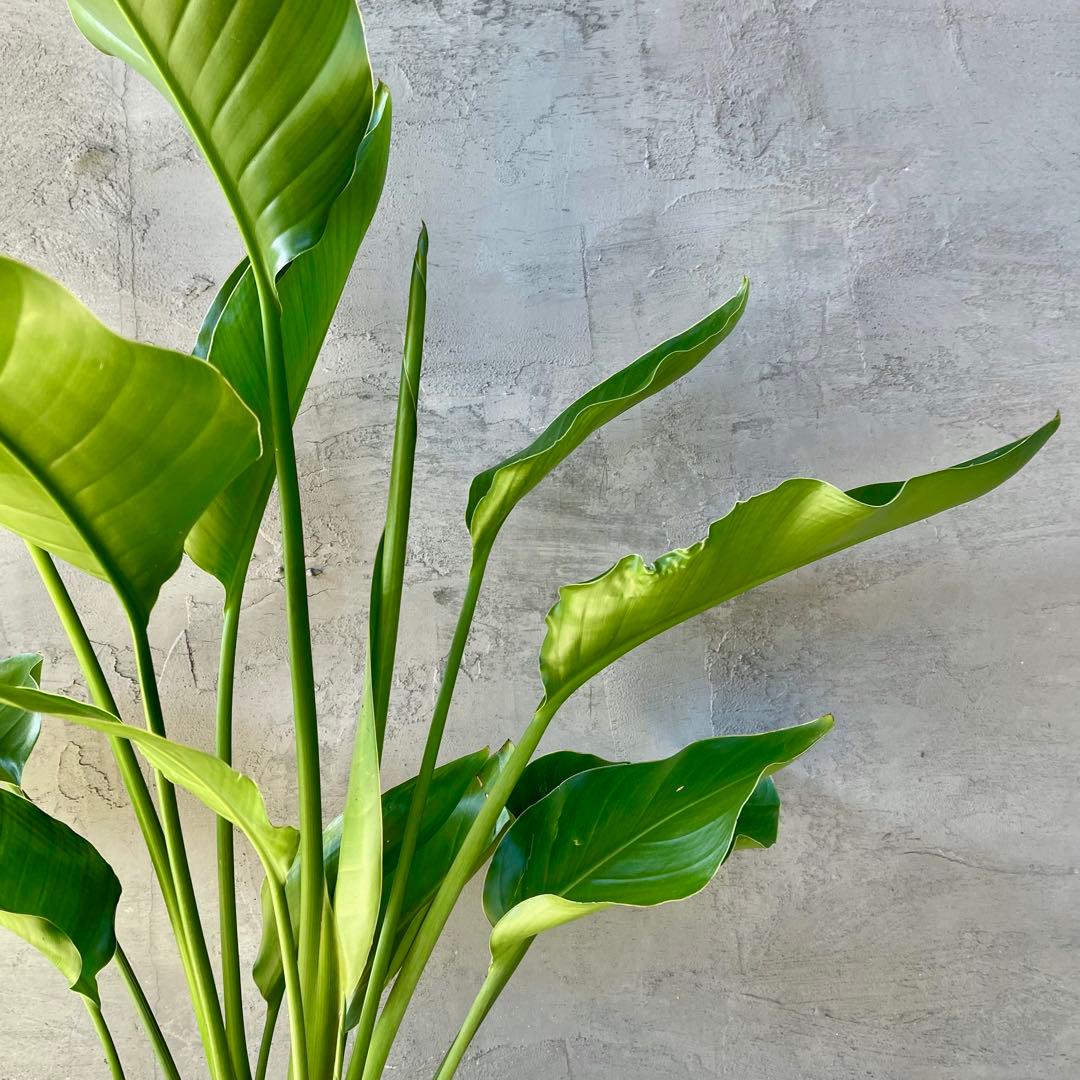 ストレリチア オーガスタ 4株 天然苔仕立て 陶器鉢 植え込み発送