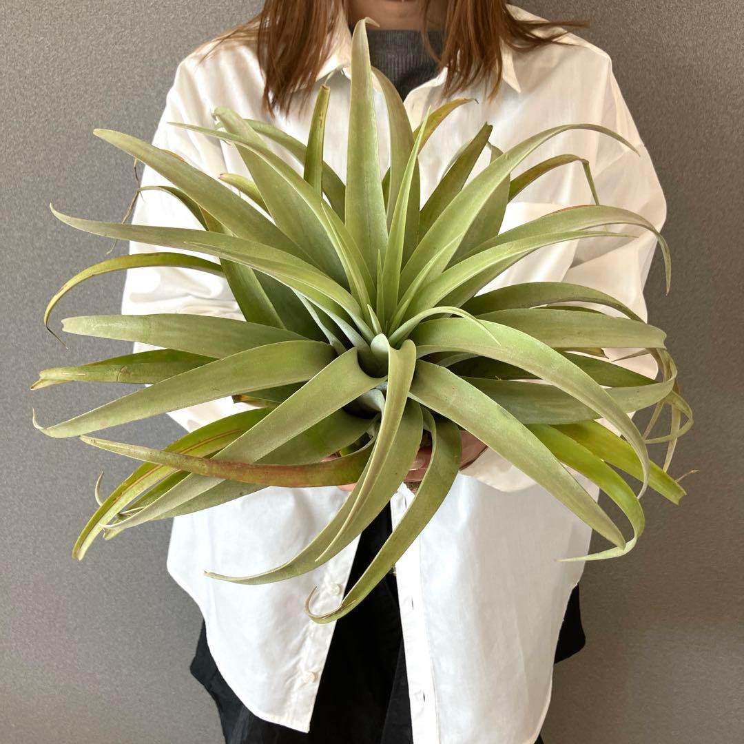 超希少❗️超特大❗️チランジア カピタータ シルバーローズ✨