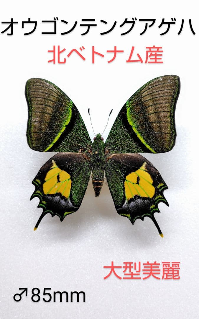 オウゴンテングアゲハ♂標本 北ベトナム産★大型美麗個体 85mm オウゴンテングアゲハ♂標本 北ベトナム産☆大型美麗個体 85mm