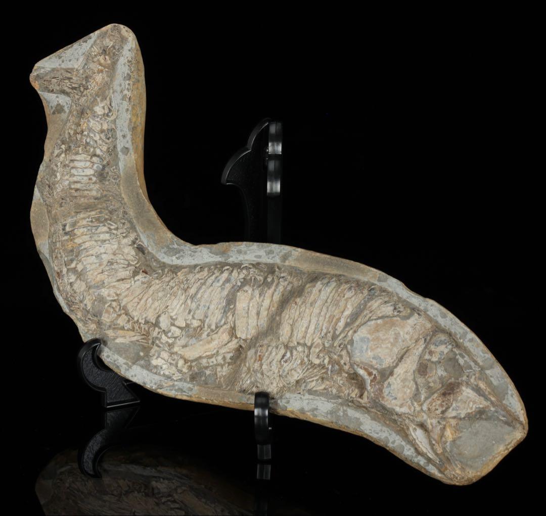 白亜紀前期 サンタナ層産 古代魚化石 魚類化石 クラドキクルス 骨格