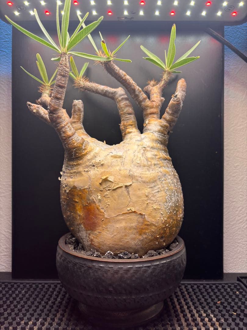 新春セール【グラキリス】塊根！レア！手のひら型、蟹型 新春セール【グラキリス】塊根！レア！手のひら型、蟹型 グラキリス