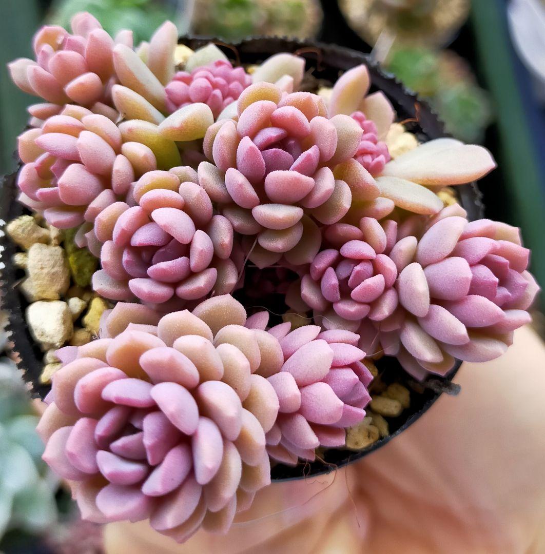 ぼのぼの苗 リンダリンダ 多肉植物 抜き苗 ぼの交配 - メルカリ