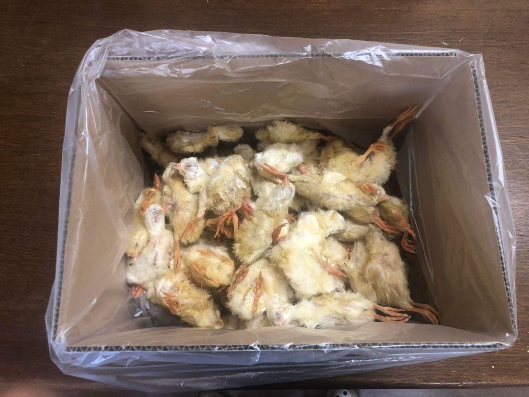 ヒヨコ 600羽 ふわふわ鮮度抜群！ - メルカリ