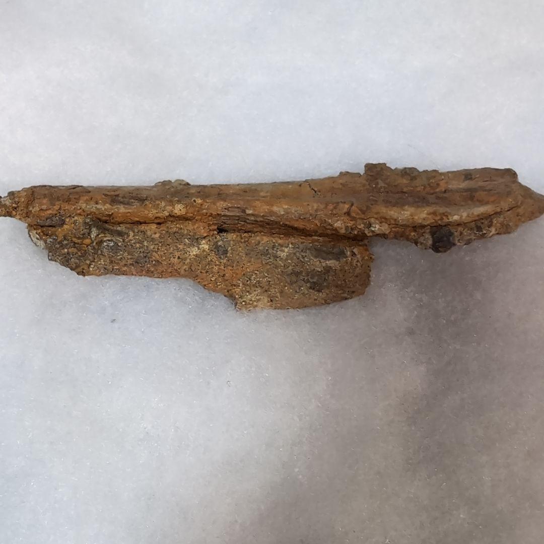 本物 恐竜 エドモントサウルスの助骨 化石 ヘルクリーク層 ネーム