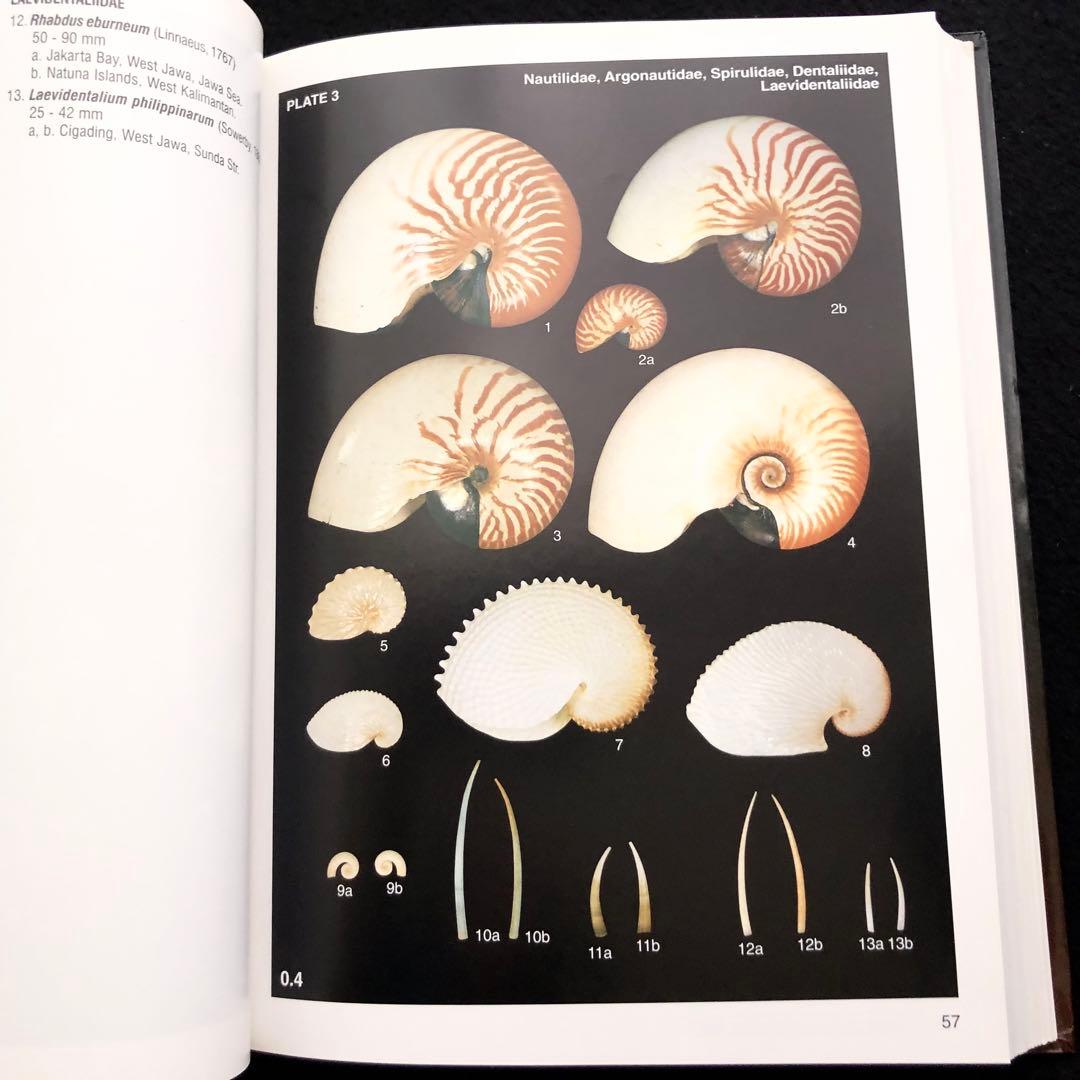インドネシアの貝類と化石 図鑑「Indonesian Shells」 - メルカリ