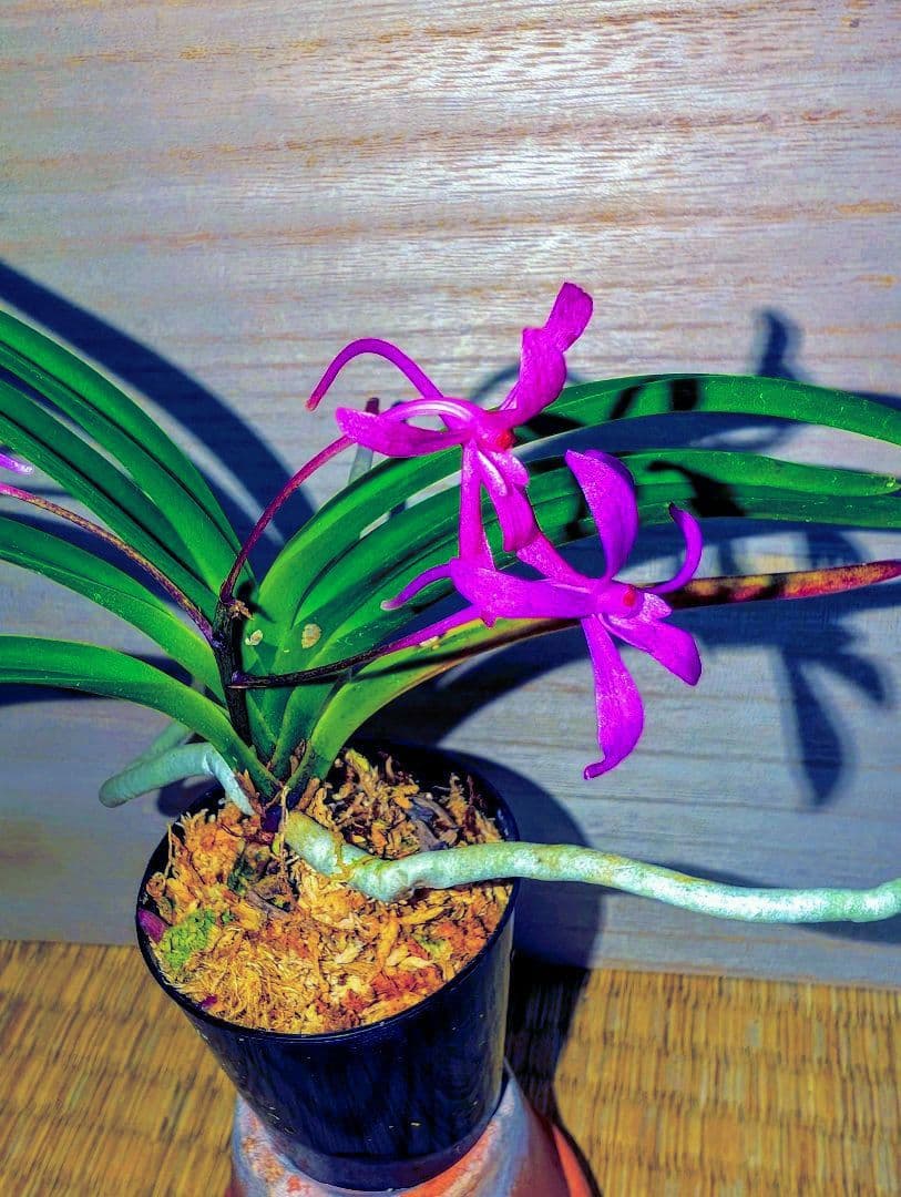 伊予だぬき様 リクエスト 2点 まとめ商品