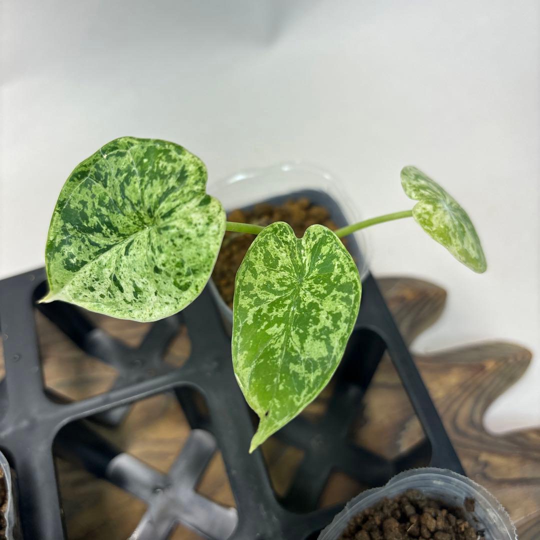 5株セットms122アロカシア・ドラゴンスケール・ミント・バリエガータ