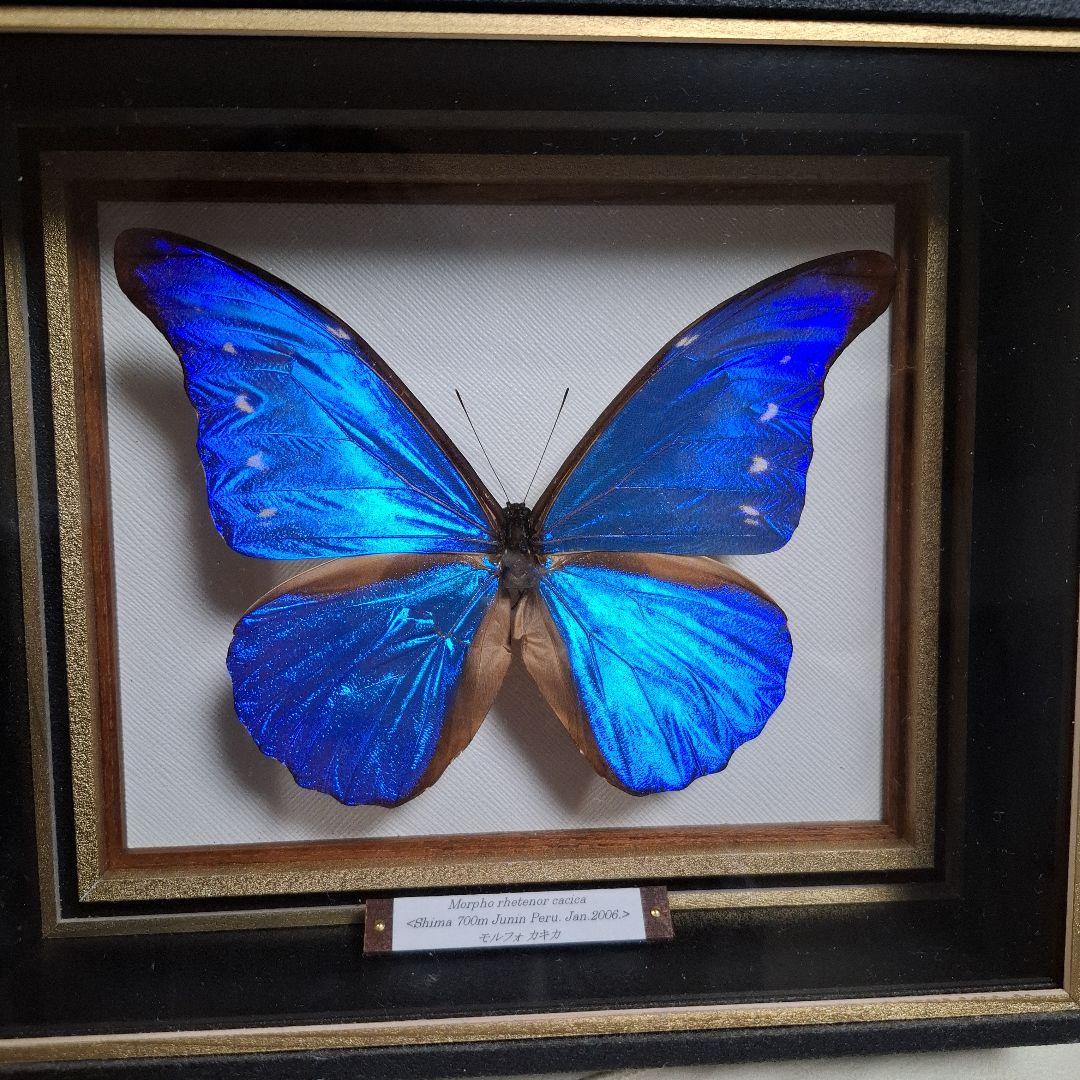 カキカモルフォ　標本　専門的な箱 カキカモルフォ 標本 専門的な箱 - メルカリ