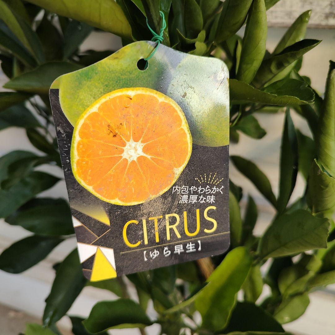 誠さま専用 ゆら早生みかん 3年生 大苗 - メルカリ