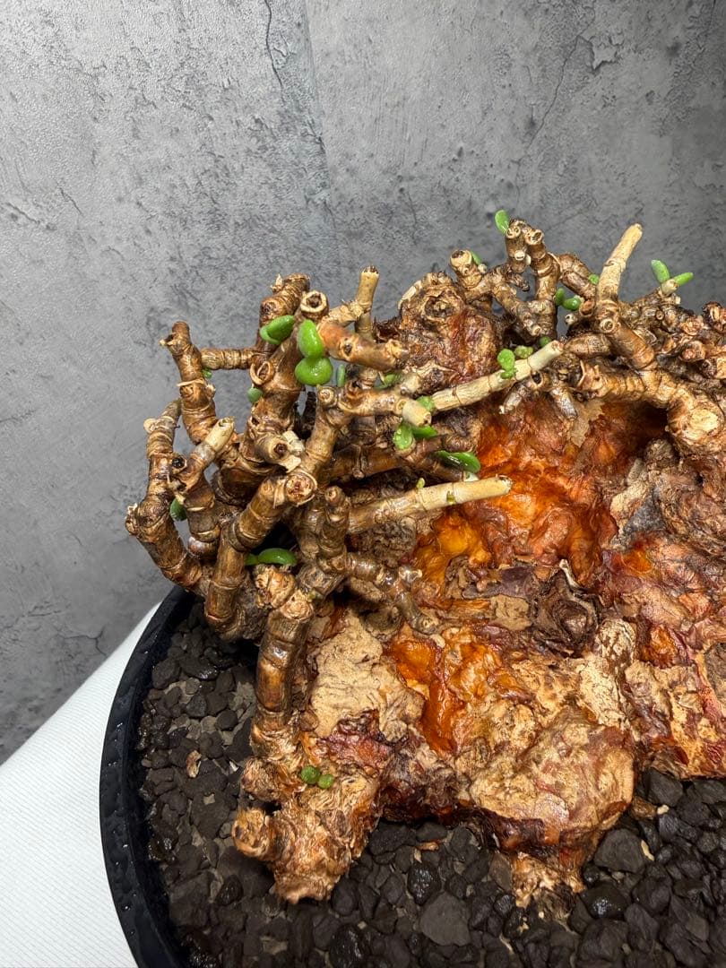 特大株】ケラリアピグマエア 発根確認済