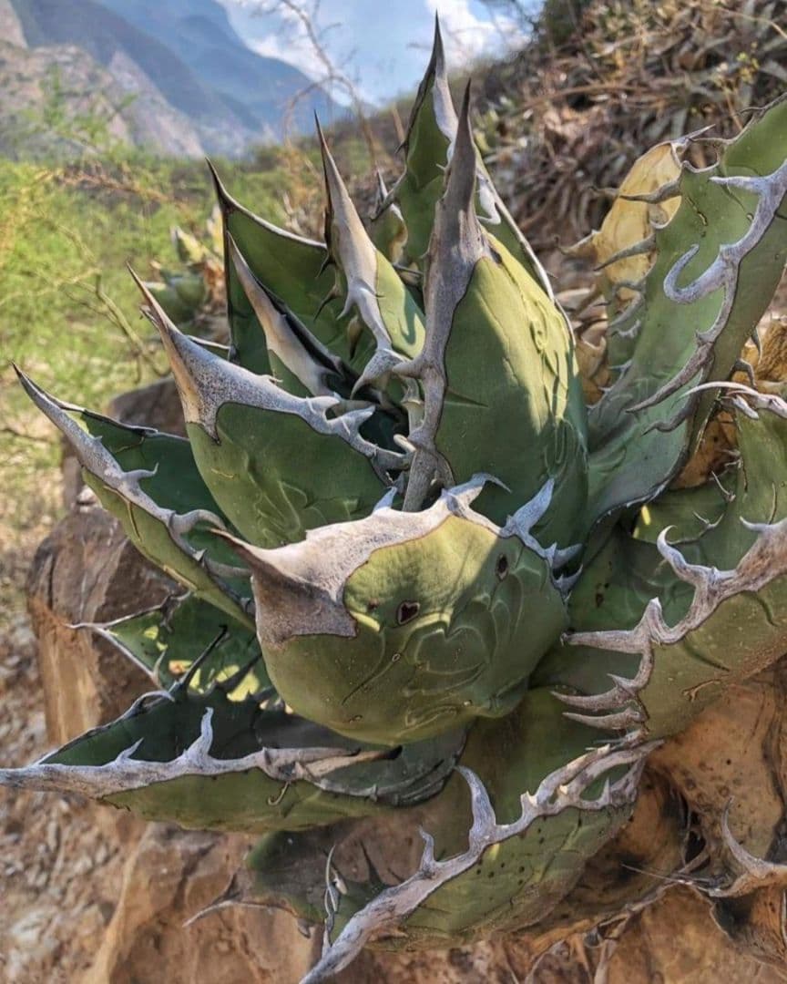 4月入荷 オテロイ 種子 1000粒 チタノタ アガベ - メルカリ