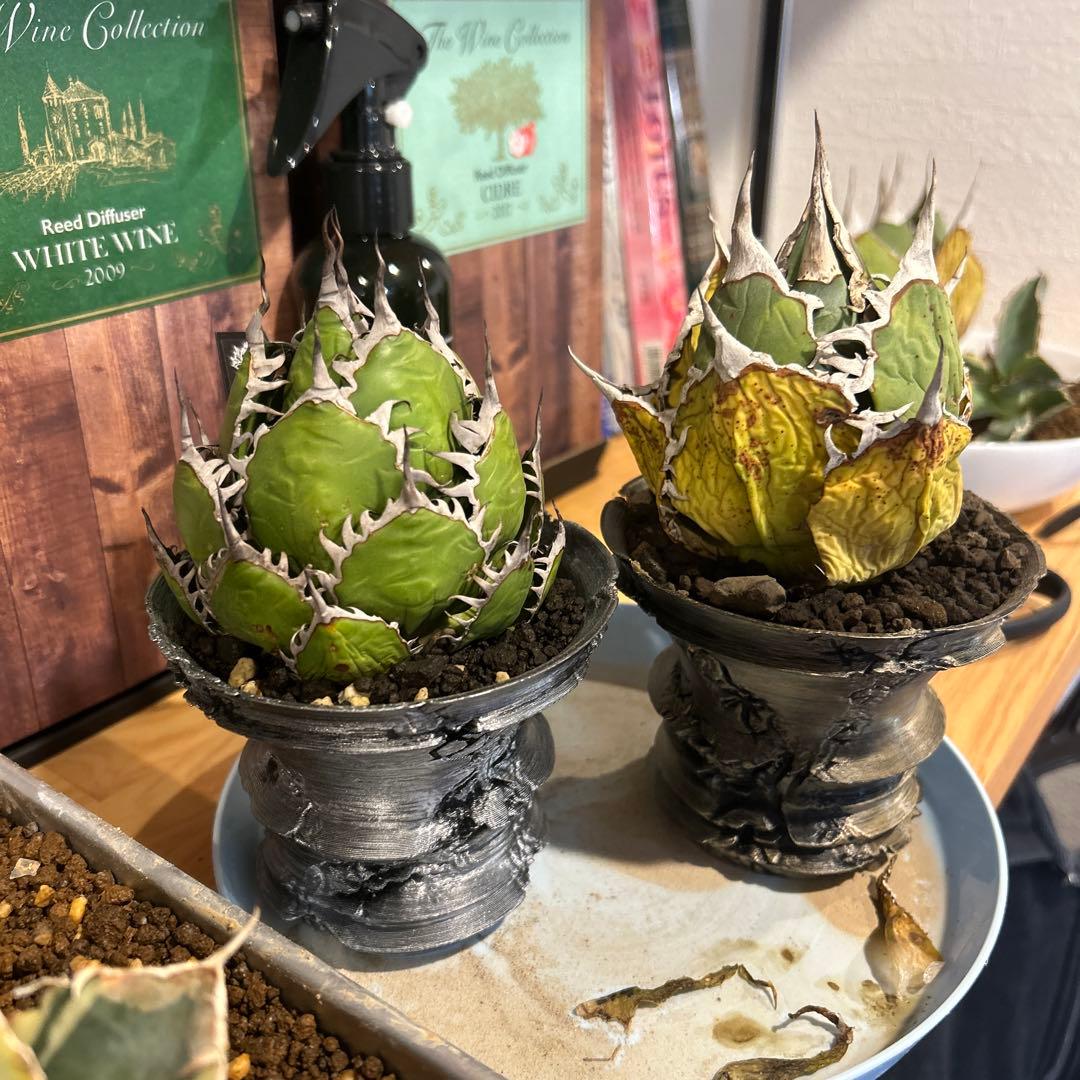 ホリダ×FO-076特選鉢付き Amazon.co.jp: 種 Agave titanota FO-076 アガベ チタノタ オテロイ FO