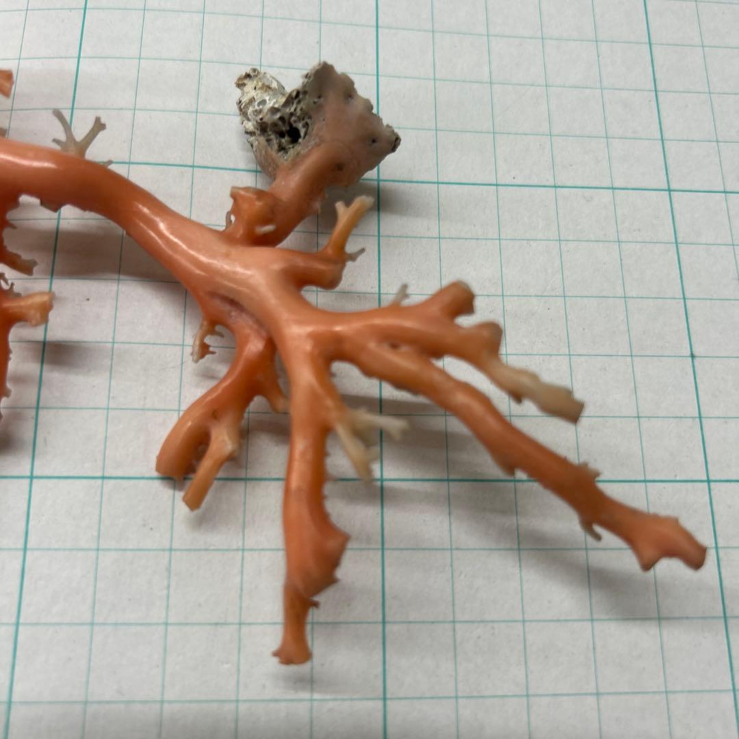 ピンク珊瑚の原木　タツキ